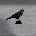 Metal Wall Art - "Kārearea" New Zealand Falcon